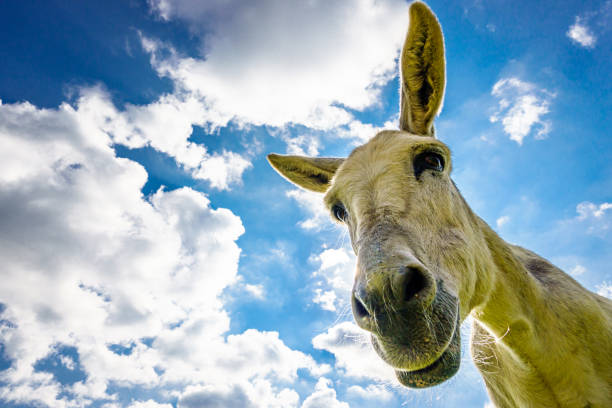 nice donkey at the european alps - photo