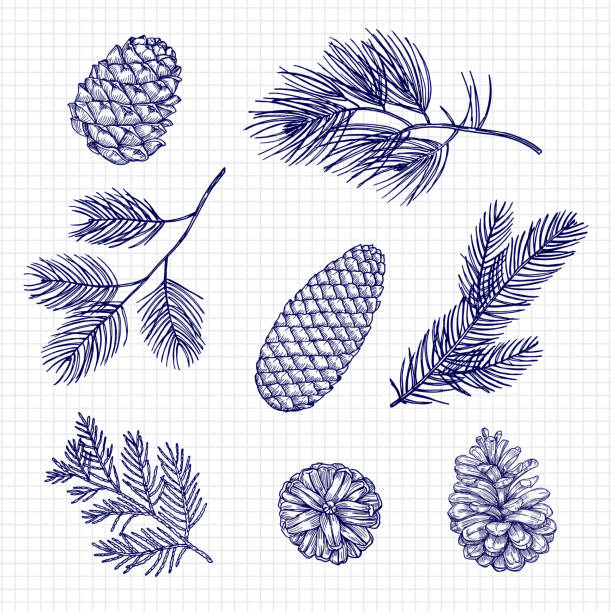 ilustraciones, imágenes clip art, dibujos animados e iconos de stock de ilustración vectorial de ramas de abeto esbozadas a mano y conos - pine cone