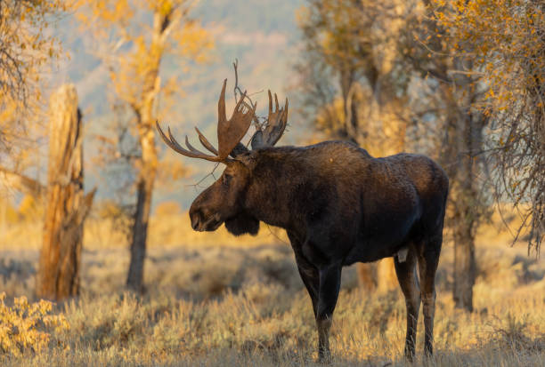 istock Bull Moose in Wyoming in Autumn 1280354764