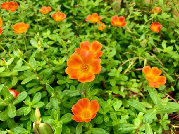 istock Beautiful Flowers and plants 1280356707