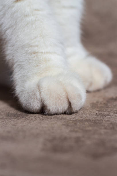 istock White fluffy paw of a cat close up 1280356775