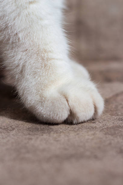 istock White fluffy paw of a cat close up 1280356786