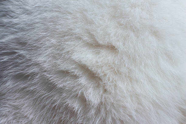 istock Fur texture of white fluffy cat close up 1280356798