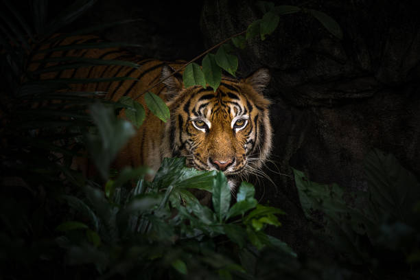 istock Close up view of a Siberian tiger (Panthera tigris altaica) 1280358137