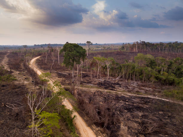 istock Drone aerial view of deforestation in the amazon rainforest. Trees cut and burned on an illegal dirt road to open land for agriculture and livestock in the Jamanxim National Forest, Para, Brazil. 1280359247