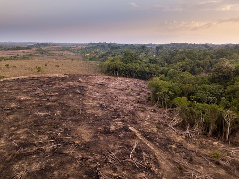 Vista aérea de drones de la deforestación en la selva amazónica. Los árboles cortan y quemadas ilegalmente para abrir tierras para la agricultura y la ganadería en el Bosque Nacional de Jamanxim, Para, Brasil. Ambiente. photo
