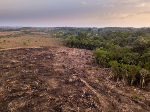 아마존 열대 우림에서 삼림 벌채의 무인 항공기 공중 보기. 브라질 파라의 자만심 국유림에 있는 농업과 가축을 위한 토지를 열기 위해 불법으로 나무를 자르고 불에 태웠습니다. 환경. - 아마존 지역 뉴스 사진 이미지