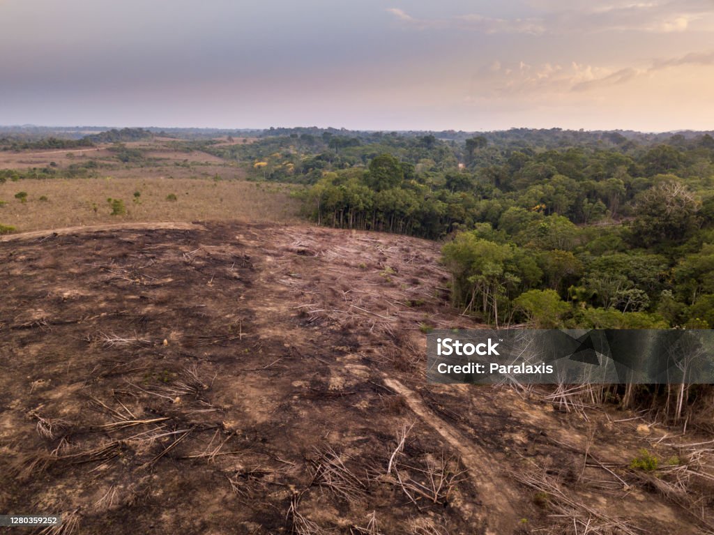 Drone aerial view of deforestation in the amazon rainforest. Trees cut and burned on illegally to open land for agriculture and livestock in the Jamanxim National Forest, Para, Brazil. Environment. Illegal deforestation on farm. Deforestation Stock Photo