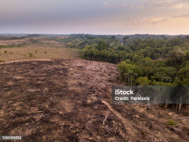 Drone Aerial View Of Deforestation In The Amazon Rainforest Trees Cut And Burned On Illegally To Open Land For Agriculture And Livestock In The Jamanxim National Forest Para Brazil Environment Stock Photo - Download Image Now