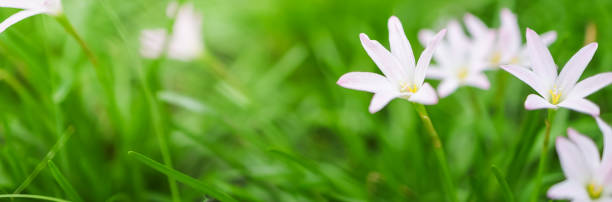 istock Closeup of white flower on blurred greenery background under sunlight with copy space using as background cover page concept. 1280360840