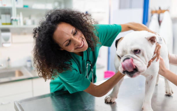 istock Female Veterinarian Examining Bulldog 1280361071