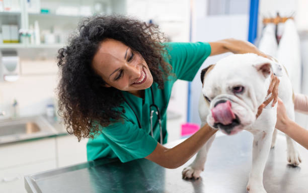 female veterinarian examining bulldog - standing puppy cute animal imagens e fotografias de stock