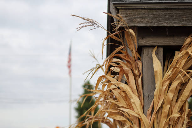 istock A close-up image of corn husk on a wooden pole against a sky 1280361877