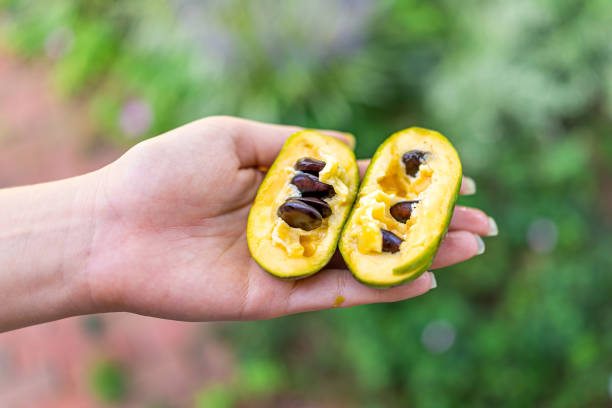 macro closeup de mão segurando maduro maduro fruta doce pawpaw em forrageamento selvagem jardim com textura amarela e sementes - papaieira - fotografias e filmes do acervo