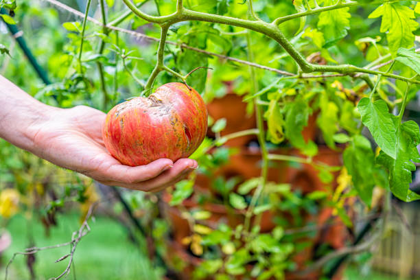 makro nahaufnahme der hand hält große reife erbstück rot gestreifte tomate hängen wachsen auf pflanze rebe im garten vertikalen container gartenturm - tomato beefsteak tomato heirloom tomato pink stock-fotos und bilder