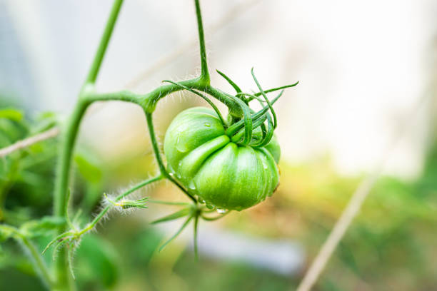 macro gros plan rapproché grande tomate verte non mûre heirloom suspendue à la vigne de plante dans le jardin avec des gouttes d’eau humide après la pluie avec le fond flou bokeh - tomato beefsteak tomato heirloom tomato pink photos et images de collection