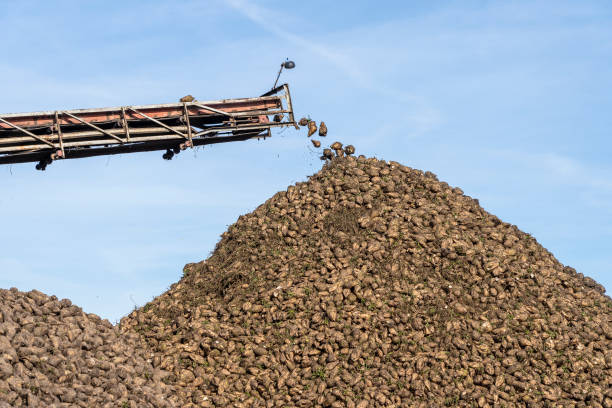 コンバインハーベスタのクレーンコンベアは、サトウキビを降ろす。農業用機器 - beet sugar tractor field ストックフォトと画像