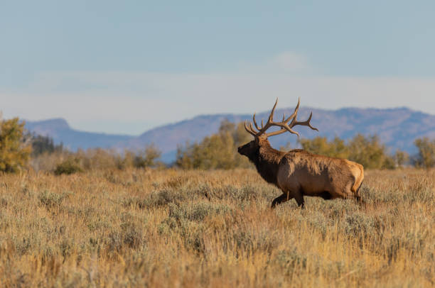 istock Bull Elk in Wyoming in Fall 1280362420