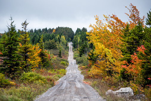 Colorful yellow foliage in autumn fall in Dolly Sods in West Virginia in National Forest Park with dirt road path straight driving point of view