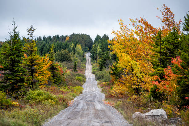 красочная желтая листва осенью осенью в долли сод в западной вирджинии в национальном лесном парке с грунтовой дороге прямой точки зрения � - dirtroad стоковые фото и изображения