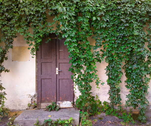 istock Ivy over the old door. 1280363398