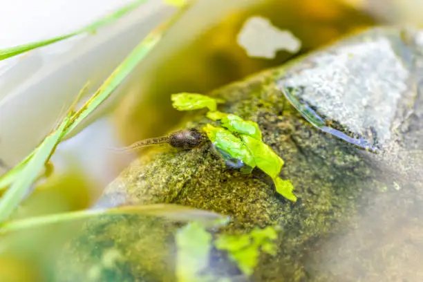 Photo of Closeup of Virginia treefrog tadpoles swimming in aquarium outside eating green lettuce leaves for food and rock