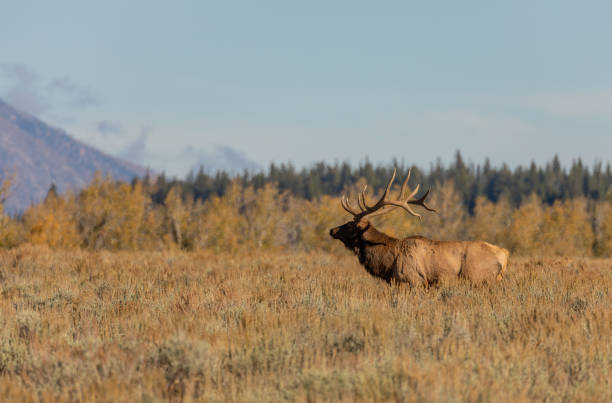 istock Bull Elk in Wyoming in Fall 1280363505