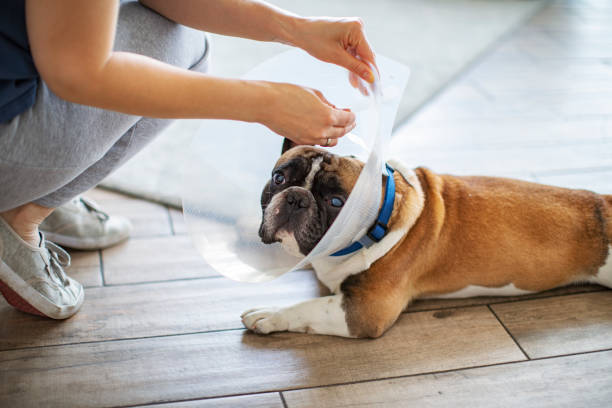istock Senior dog with Elizabethan collar 1280363751