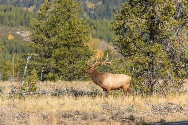 istock Bull Elk in Wyoming in Fall 1280363790
