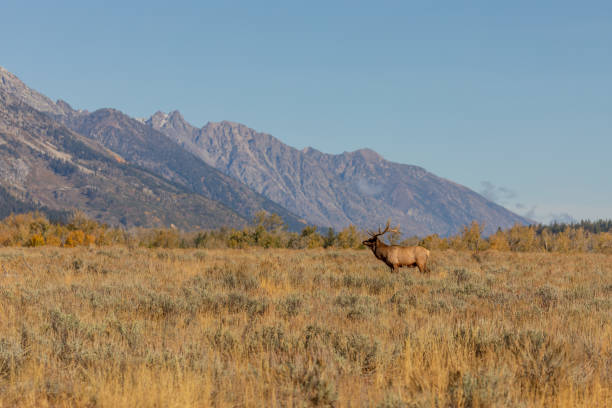 istock Bull Elk in Wyoming in Fall 1280363792