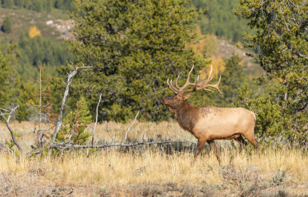 istock Bull Elk in Wyoming in Fall 1280363822