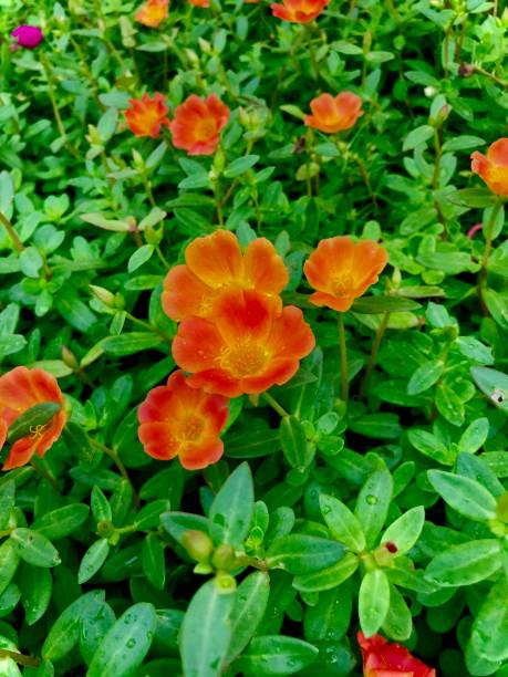 istock Beautiful Flowers and plants 1280363848