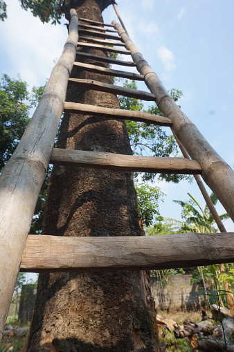 Wooden ladder to climb tall trees