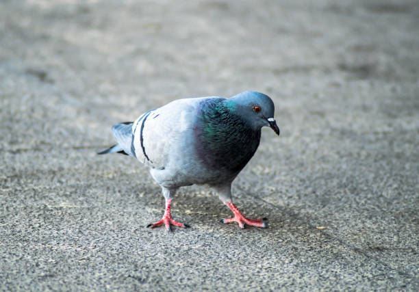istock Pigeon standing and looking down at concrete floor 1280365016
