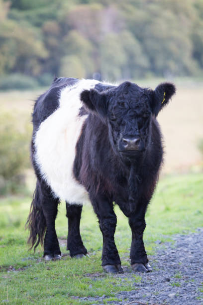 istock A single Belted Galloway Cow standing on grass beside a path 1280365306
