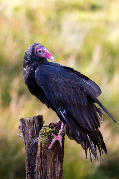 Turkey Vulture on a post at a Birds of Prey Rescue Centre in England in Autumn Turkey Vulture on a post at a Birds of Prey Rescue Centre in England in Autumn american black vulture photos stock pictures, royalty-free photos & images