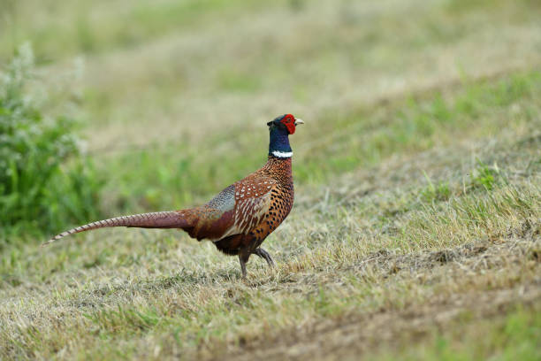 istock Portrait of a common pheasant on a green meadow in spring during rut 1280366218