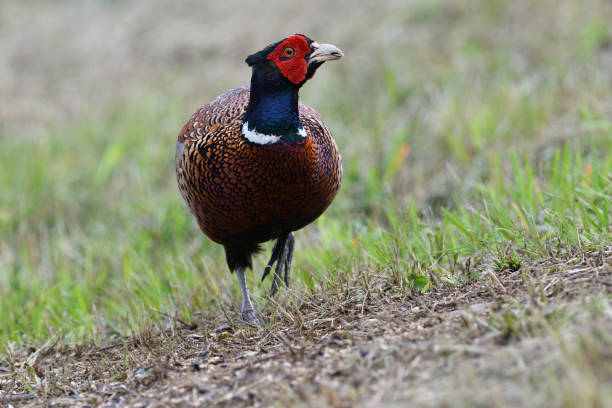 istock Portrait of a common pheasant on a green meadow in spring during rut 1280366242