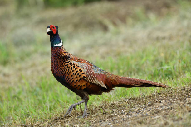 istock Portrait of a common pheasant on a green meadow in spring during rut 1280366291