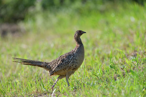 istock Pheasant hen lurking on a green meadow looking for seeds 1280366362