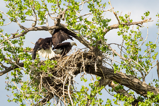 Dos águilas calvas adultas cuidando un nido photo