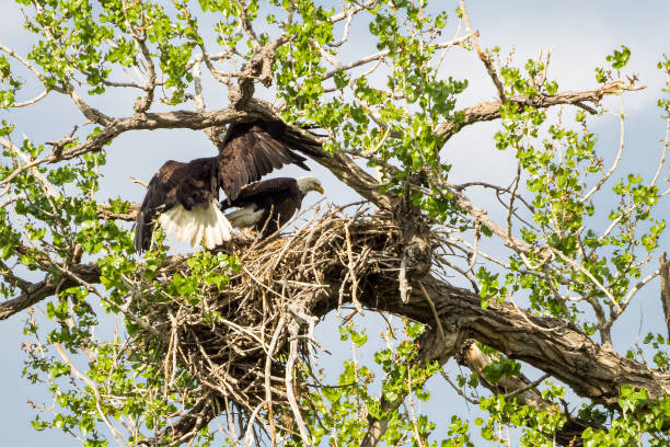Two adult bald eagles tending a nest stock photo