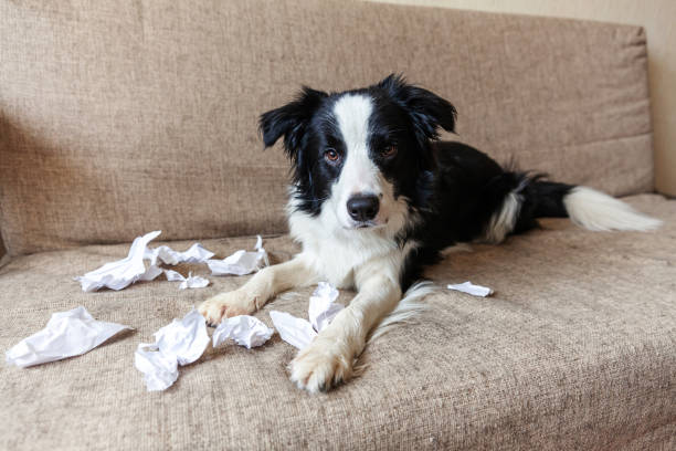 cachorro brincalhão border collie depois de travessuras mordendo papel higiênico deitado no sofá em casa. cachorro culpado e sala de estar destruída. danificar casa bagunçada e cachorrinho com olhar engraçado culpado - dog home interior loneliness destruction - fotografias e filmes do acervo