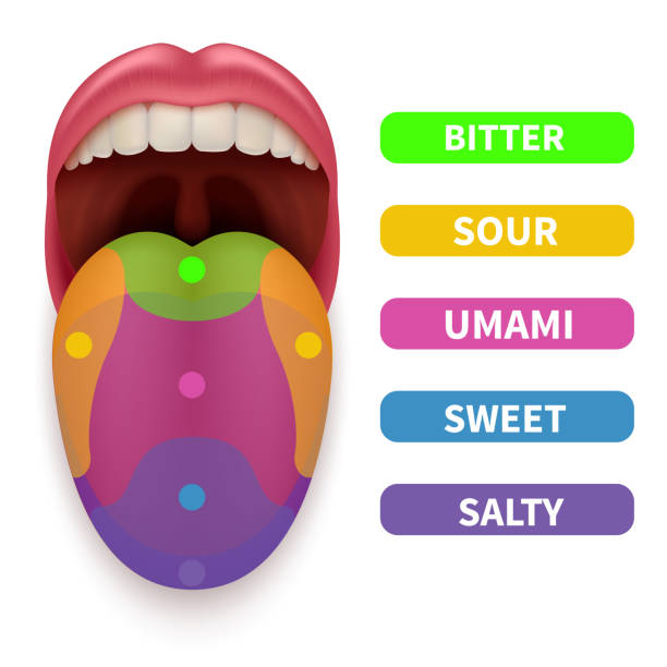 ilustrações, clipart, desenhos animados e ícones de língua realista com áreas básicas de sabor. mapa de degustação na ilustração vetorial da boca humana - sensibility