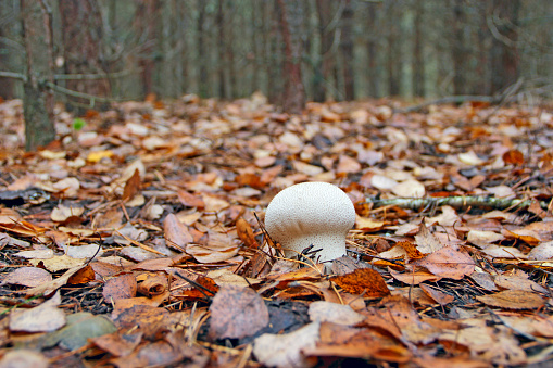white mushroom of Lycoperdon growing among dry fallen leaves in forest. Mushroom in wood. Wild mushrooms Lycoperdon perlatum. Common puffball growing in forest