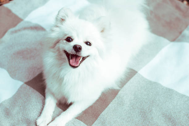 istock Pomeranian white dog portrait close up 1280370255