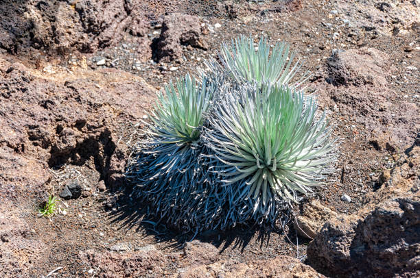 haleakala silverswords (argyroxiphium sandwicense subsp. macrocephalum) le long d’un sentier de parc à maui, hawaii. que l’on ne trouve que sur les tourbières de haute montagne à haleakala. - haleakala silversword photos et images de collection