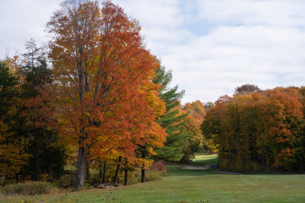 istock Beautiful Autumn Leaves at golf course in Ontario Canada 1280372344