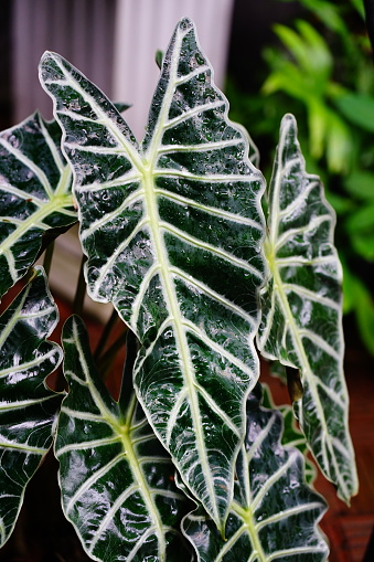 Close-up elephant ear plant/alocasia green leaf in nature background.