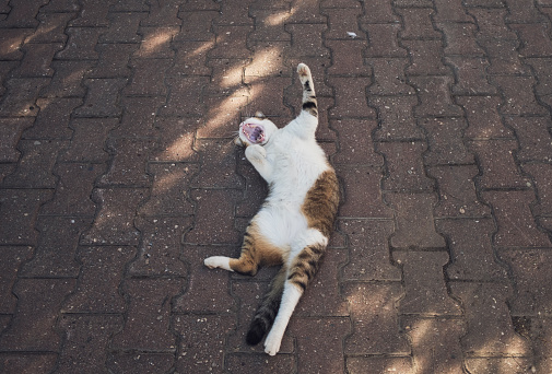 Yawning stray cat on pedestrian walkway